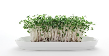 Broccoli sprouts on white plate
